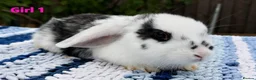 Mini Lop rabbits for sale: Cute French x Mini Lop Ready to Go!!! - Advert 11