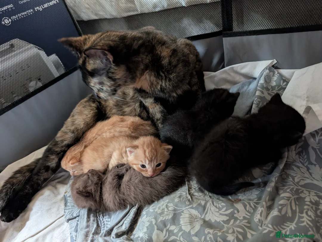 Domestic Shorthair cats for sale: Ginger beauty  - Advert 2