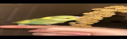 Budgerigars birds for sale: Budgies - Advert 3