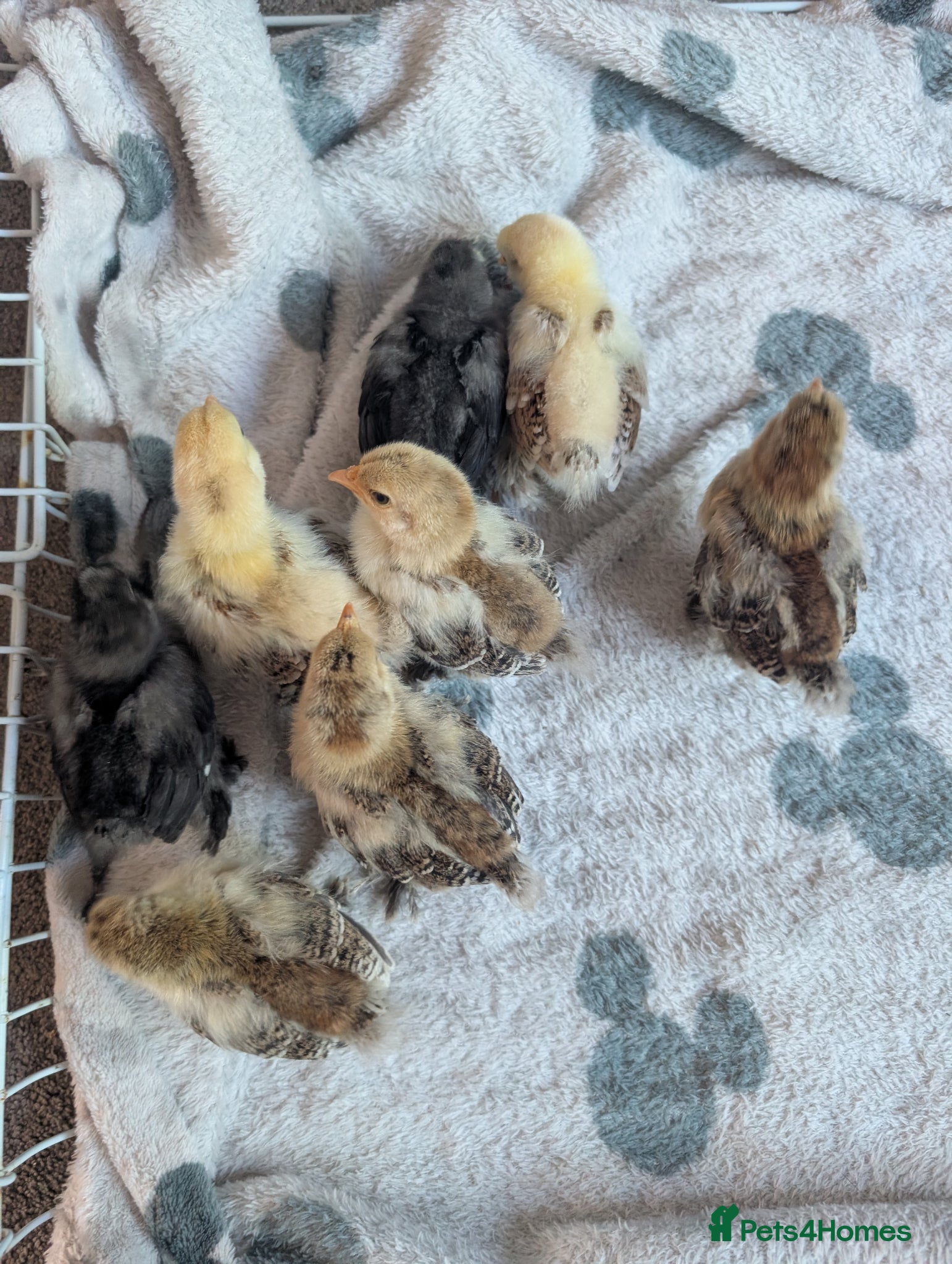 Chickens poultry for sale: Pekins, Quails, Eggs - Contact for availability  - Advert 7