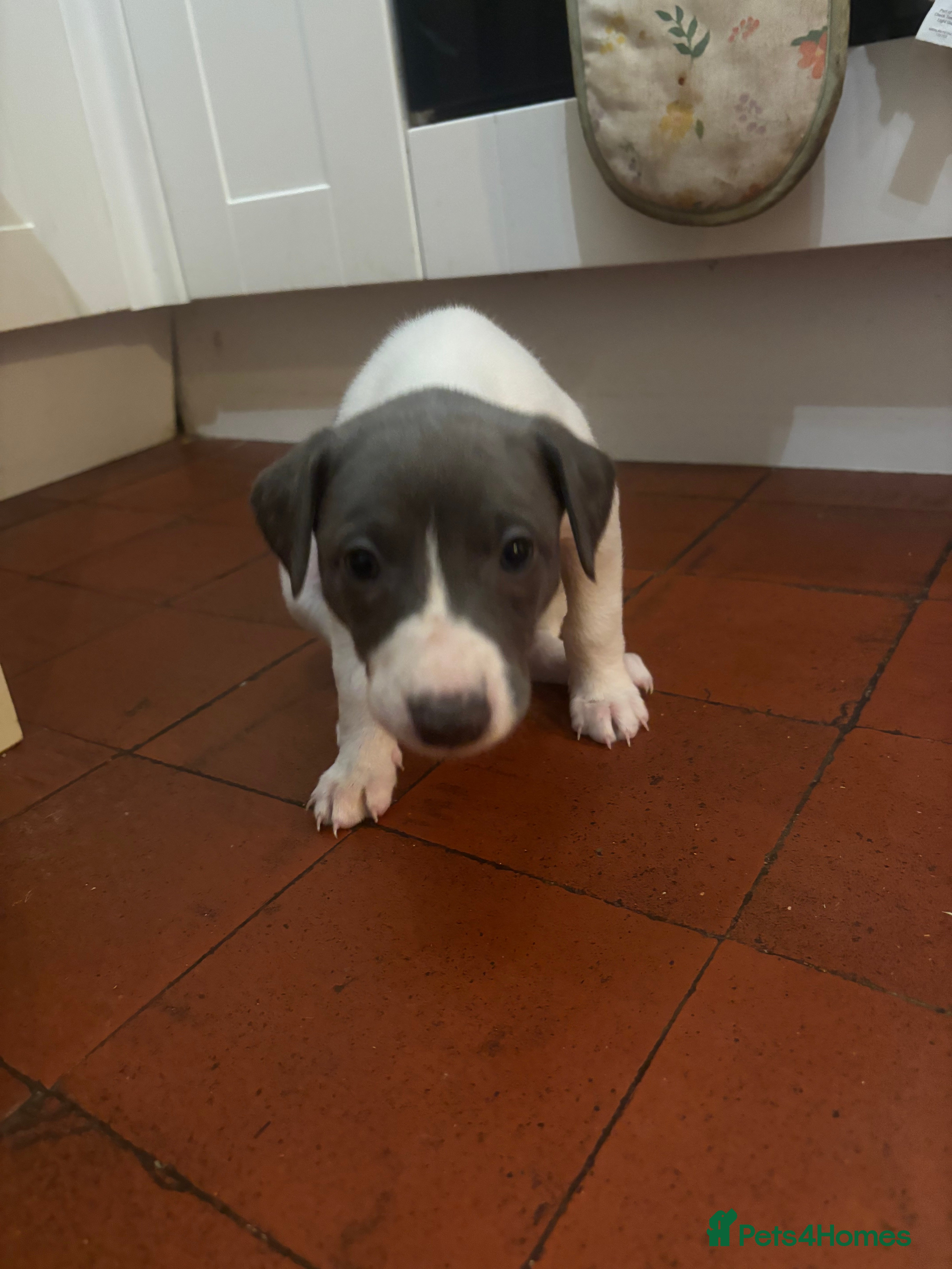 Whippet dogs Wonderful whippets  - Advert 1