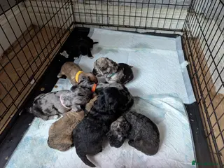 Mixed Breed dogs Lakdoodle/Malchi puppies - Advert 6