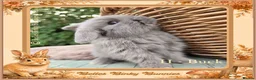 Mini Lop rabbits for sale: 🌻Beautiful Baby Mini Lops 🌻 Ready 5th & 11th Sep - Advert 11