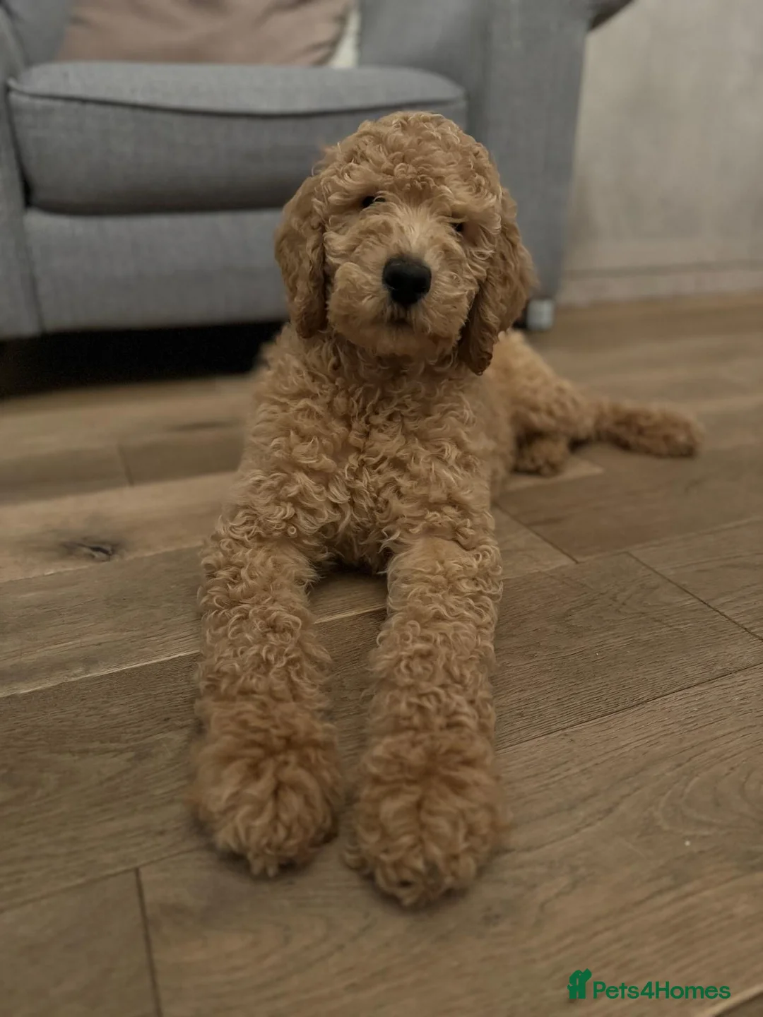 Goldendoodle dogs for stud: Cooper - Proven stud in Haywards Heath - Advert 12