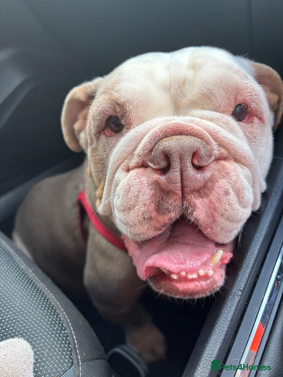 English Bulldog dogs for sale: English bulldog in need of rehoming  - Advert 2