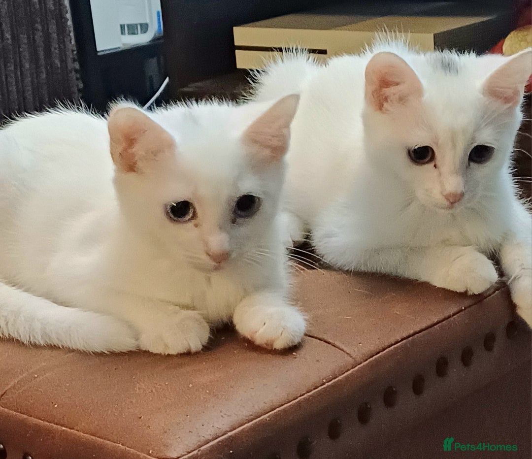 Mixed Breed cats for sale: White ragdoll x turkish angora kittens - Image 2