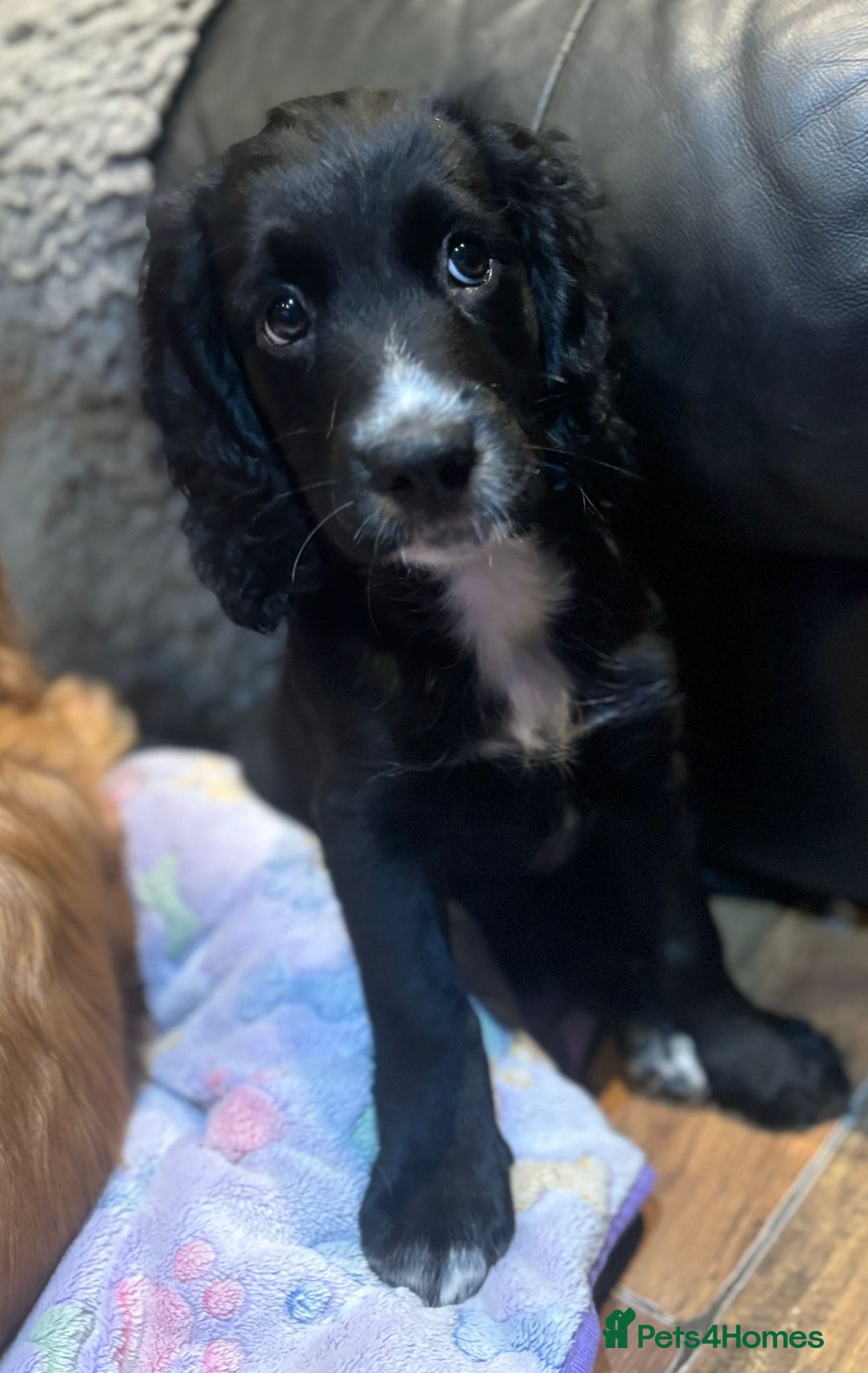 Cocker Spaniel dogs for sale: Last boy left !! working cocker spaniels - Advert 34