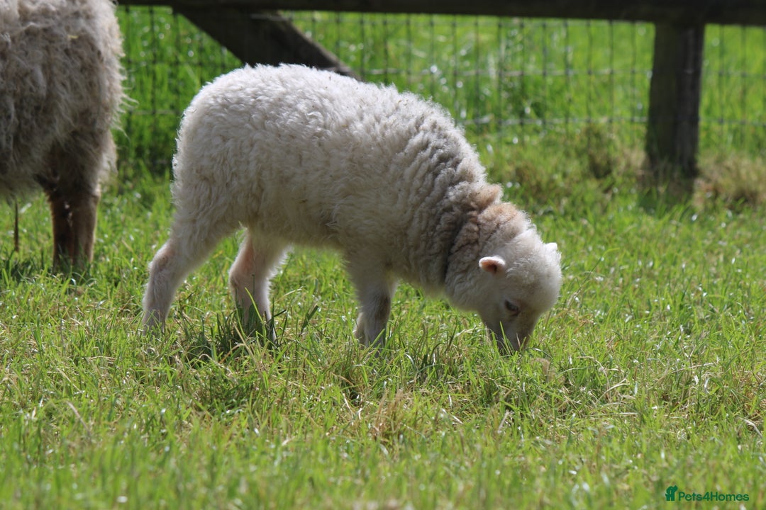 Sheep livestock for sale: Registered Ouessant Ewe Lambs and Wethers - Image 2