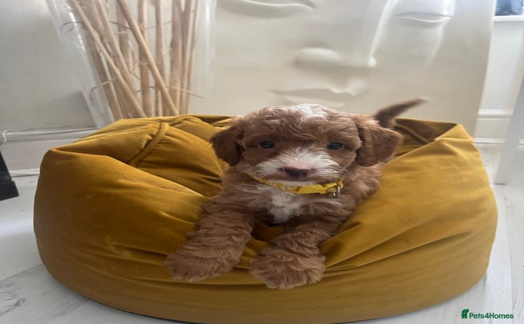 Australian Labradoodle dogs - Advert 1