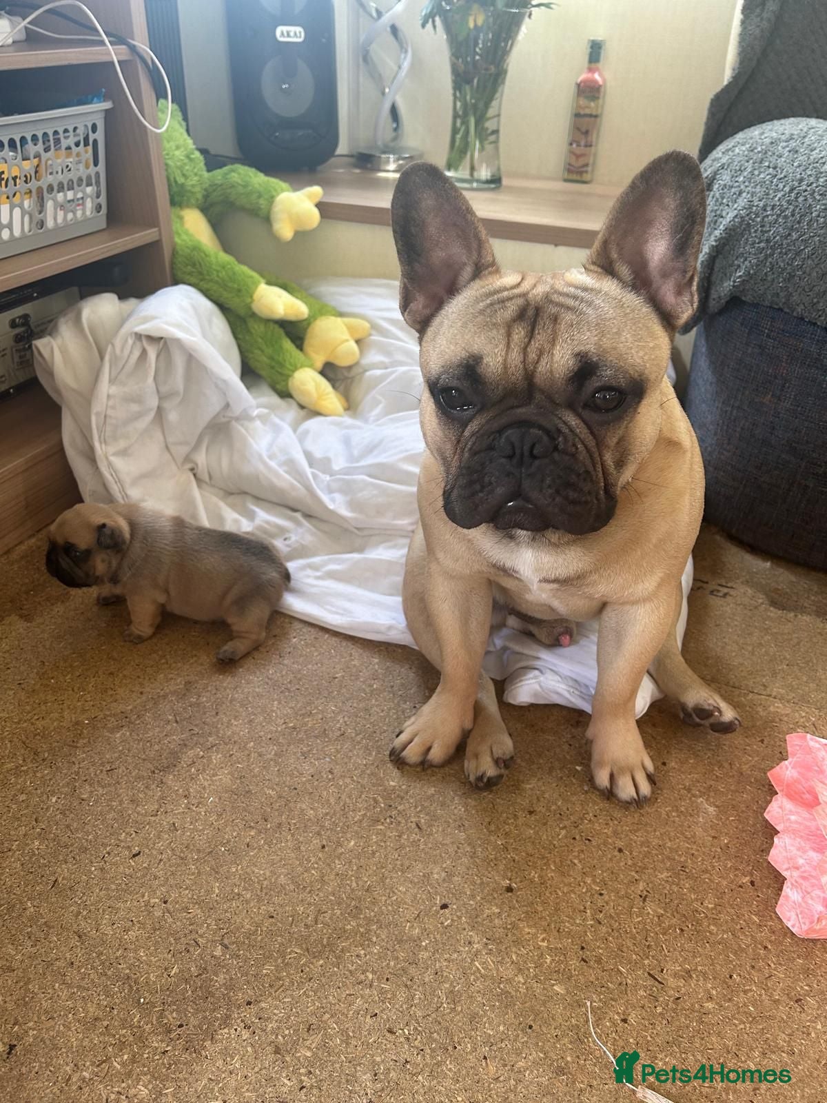 French Bulldog dogs 🐕🐕 RONNIE FOR STUD 🐶🐶  - Advert 1