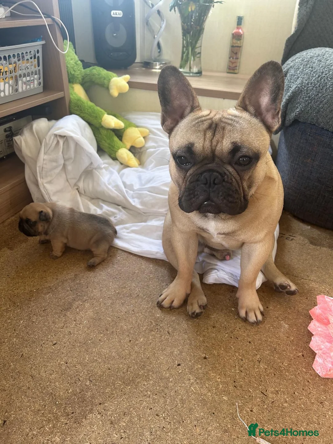 French Bulldog dogs for stud: 🐕🐕 RONNIE FOR STUD 🐶🐶  - Advert 1