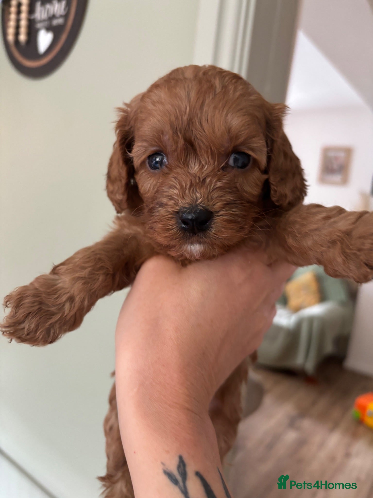 Cockapoo dogs Stunning home reared F1B cockapoos - Advert 18