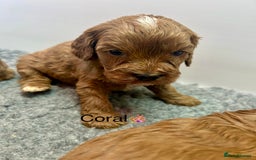 Cavapoo dogs for sale: F1 CAVAPOO BABIES 5🌟LICENSED BREEDER  - Image 9