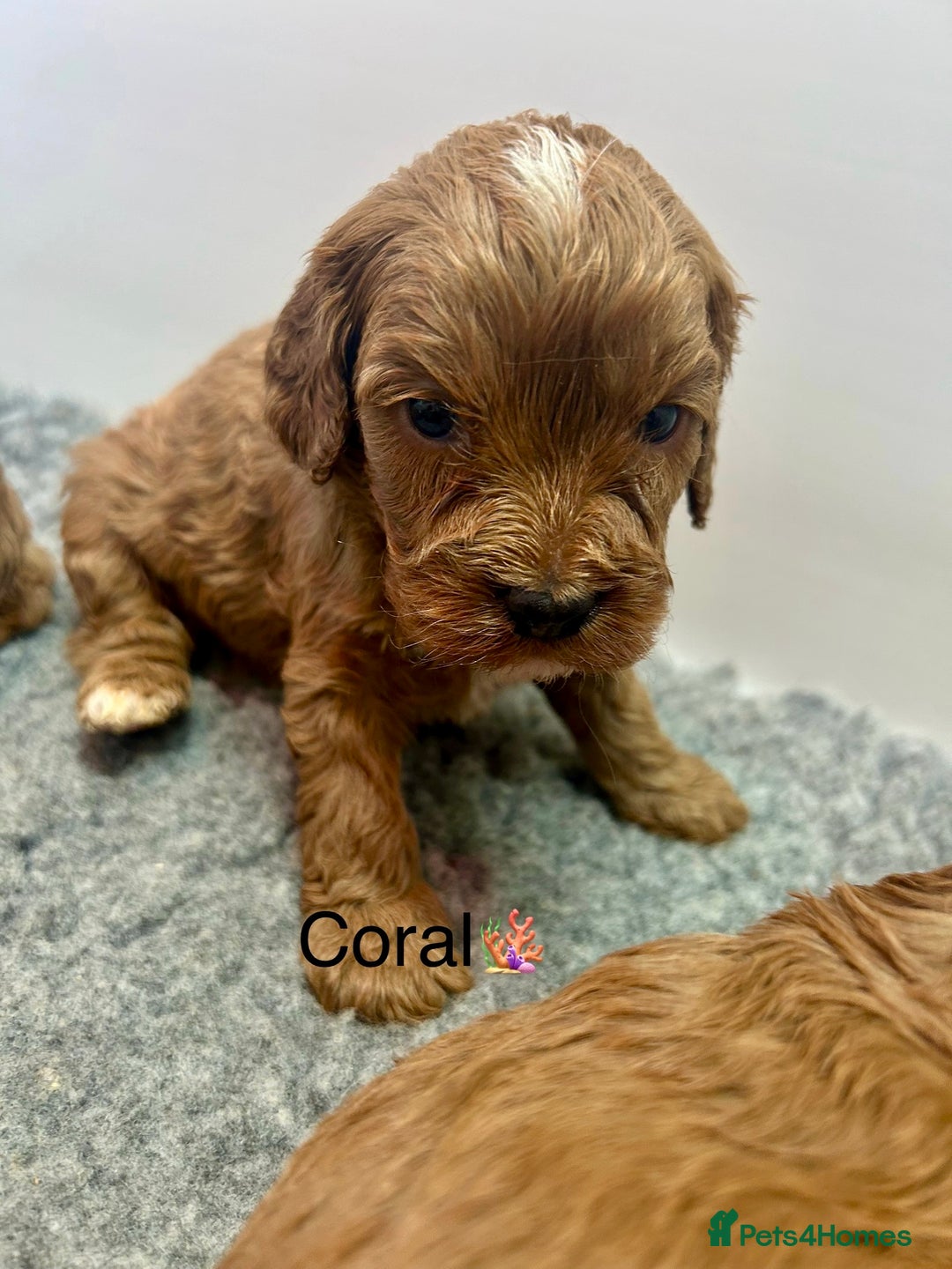 Cavapoo dogs for sale: F1 CAVAPOO BABIES 5🌟LICENSED BREEDER  - Image 9