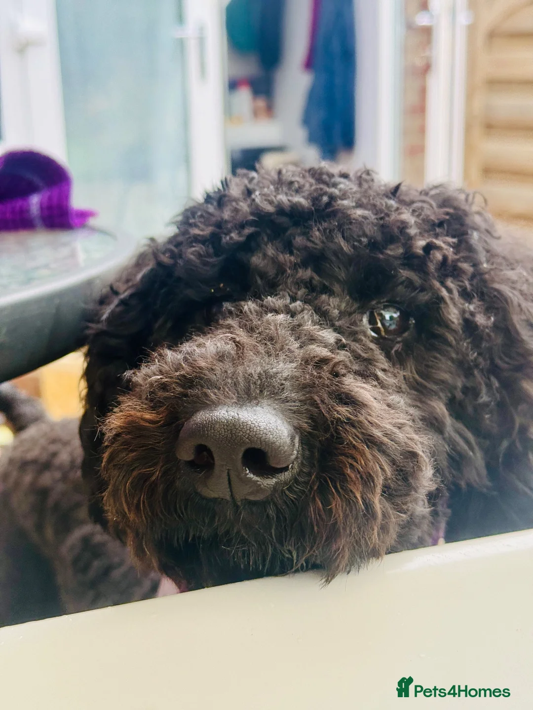 Poodle dogs for sale: Happy and loving standard poodle girl in Halstead - Advert 6