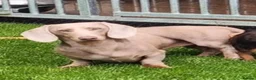 Miniature Dachshund dogs for sale: DNA Tested Mini Smooth Dachshund Pups - Advert 6