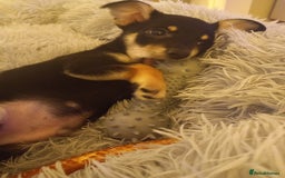 Jack Russell dogs for sale: Beautiful Jack russell puppy ( last one) - Image 11