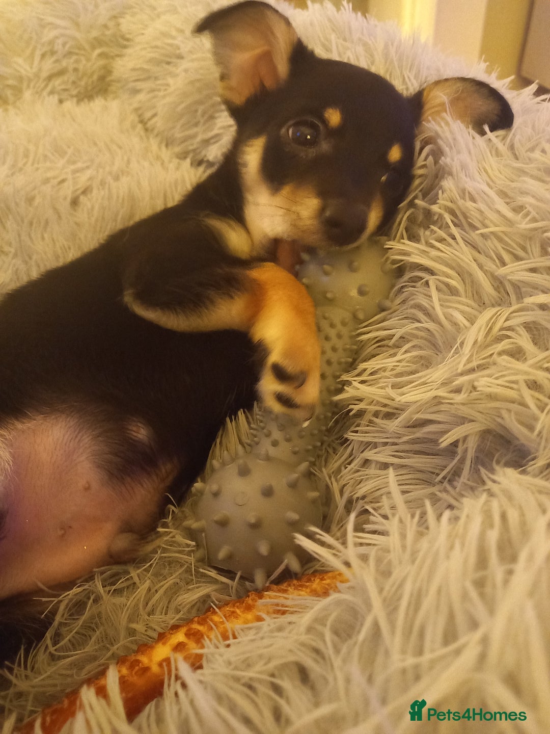 Jack Russell dogs for sale: Beautiful Jack russell puppy ( last one) - Image 11