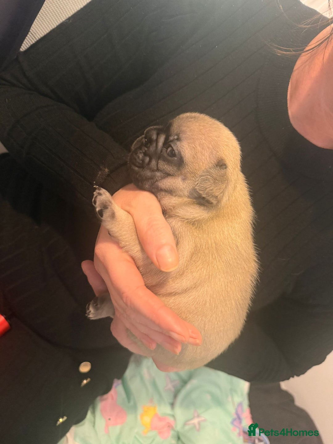 French Bulldog dogs for sale: Beautiful chunky frenchie puppies - Advert 14