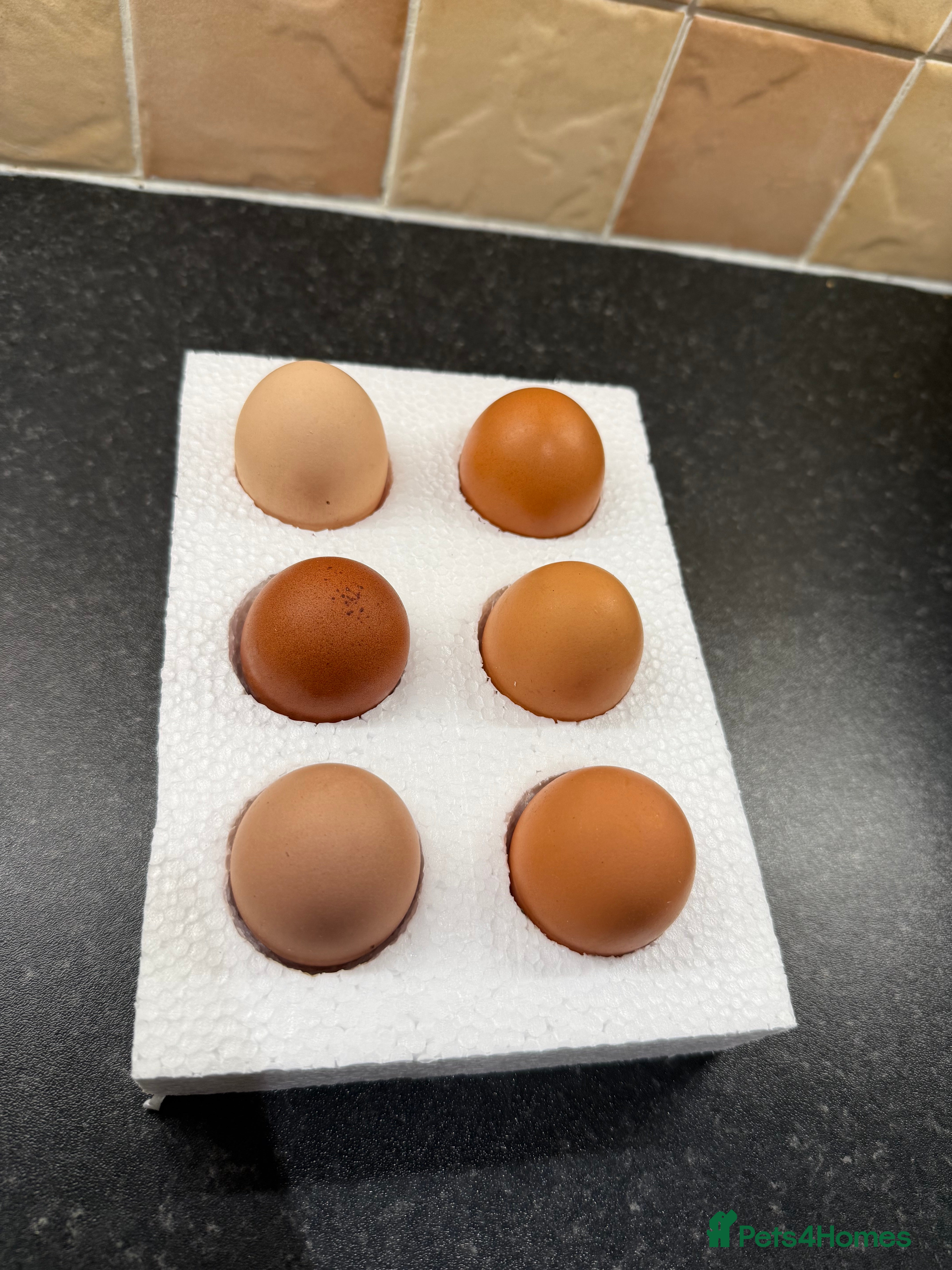 Chickens poultry Hatching eggs mixed hybrids  - Advert 1