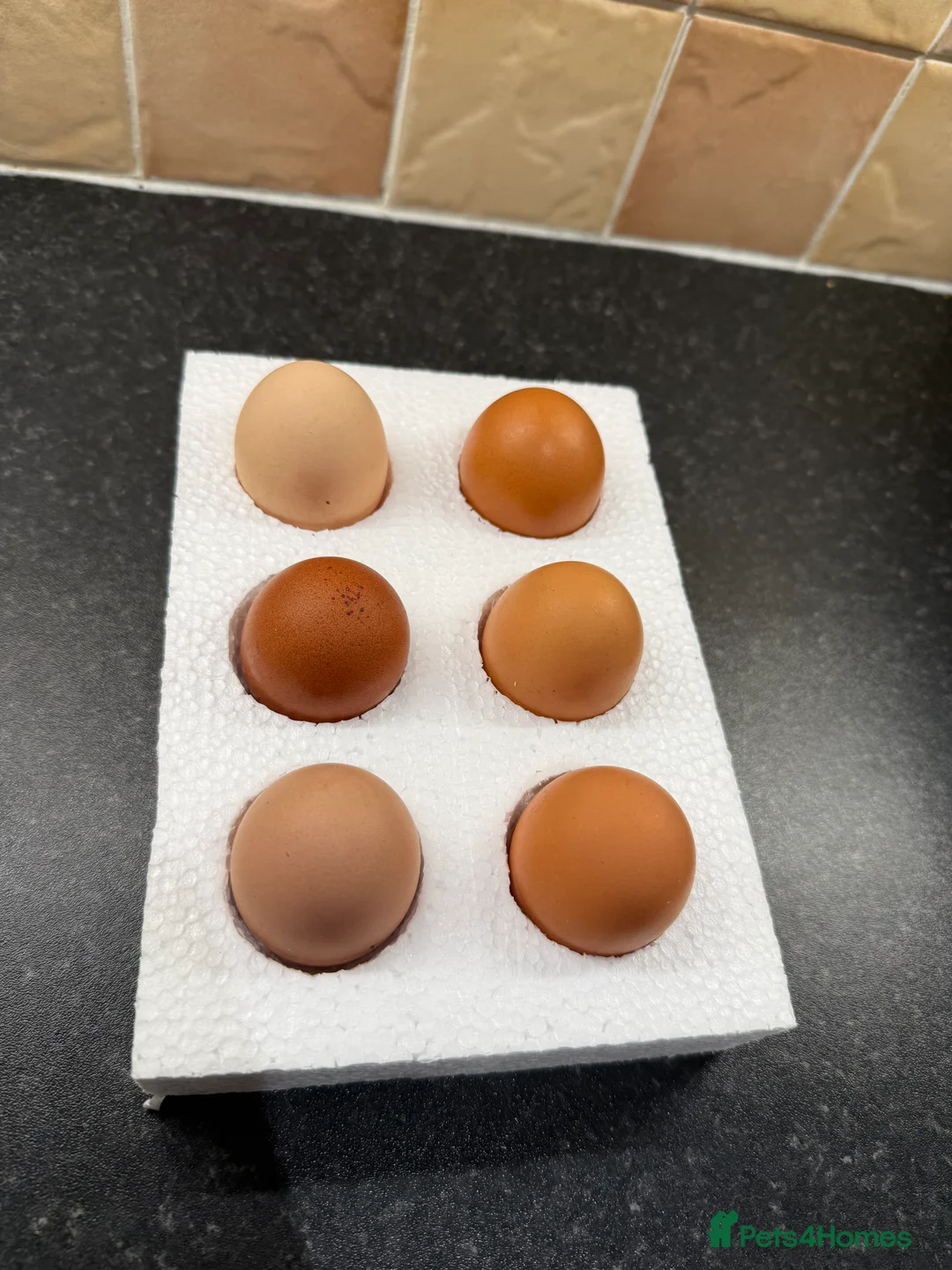 Chickens poultry for sale: Hatching eggs mixed hybrids  - Advert 1