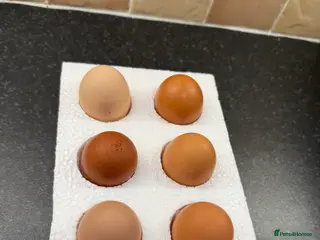 Chickens poultry Hatching eggs mixed hybrids - Advert 8