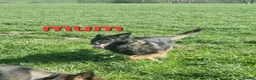 German Shepherd dogs for sale: READY TO GO!! 2 male german shepherds - Advert 11