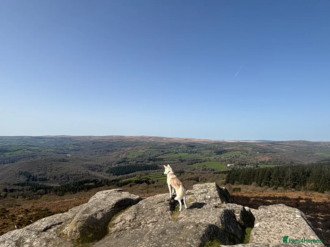 Siberian Husky dogs for sale: Beautiful 7 month old Siberian husky  in Ivybridge - Advert 4