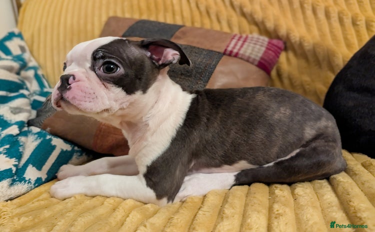 Boston Terrier dogs - Advert 6