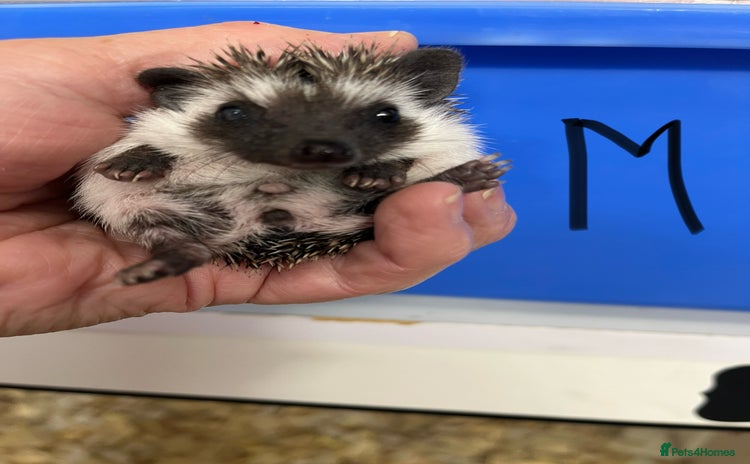 Pygmy Hedgehog rodents - Advert 1