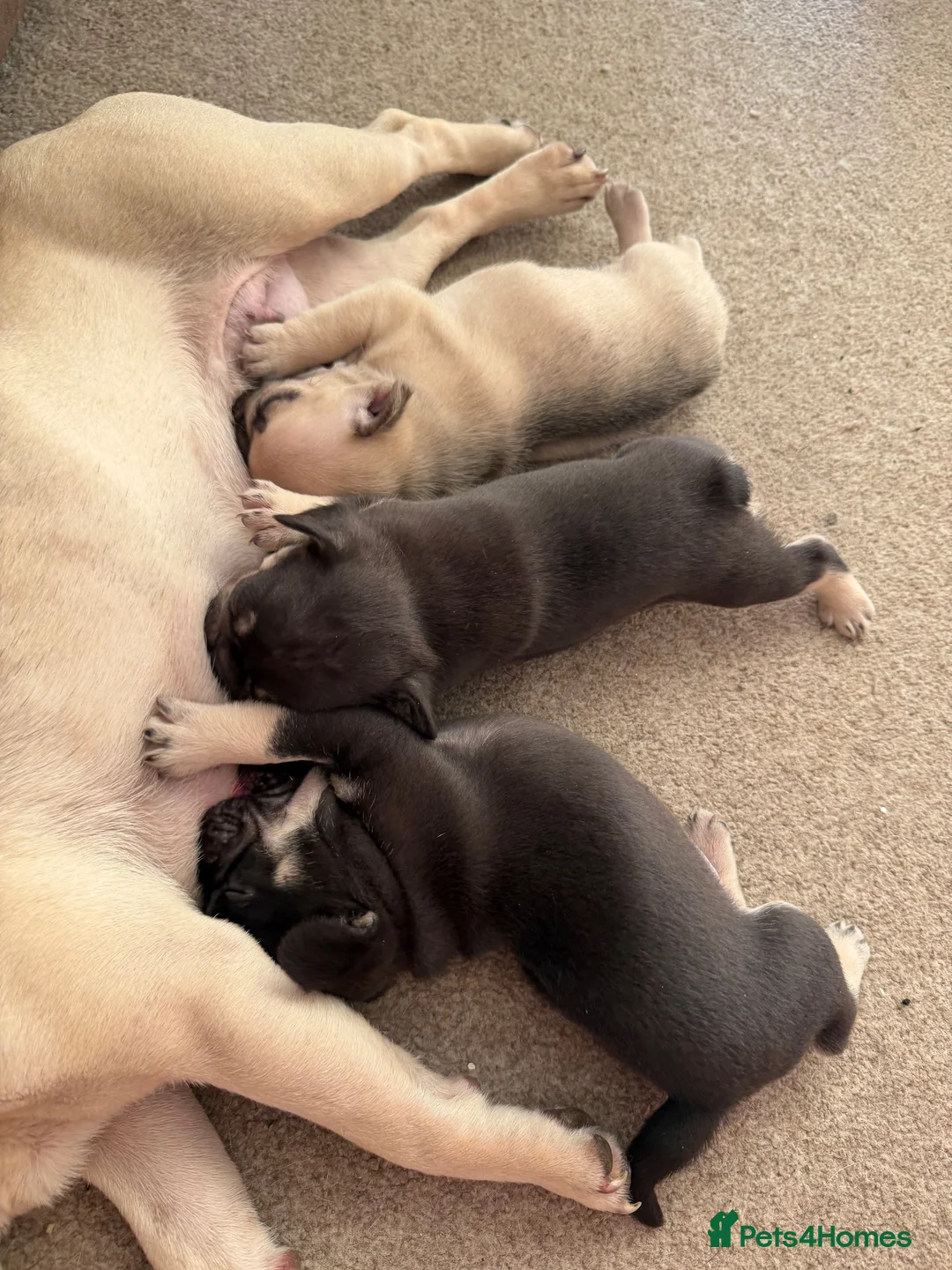 French Bulldog dogs for sale: French bull dog puppies  - Advert 2