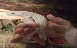 Leopard Gecko reptiles for sale: 3 leopard gecko with tank and table - Advert 8