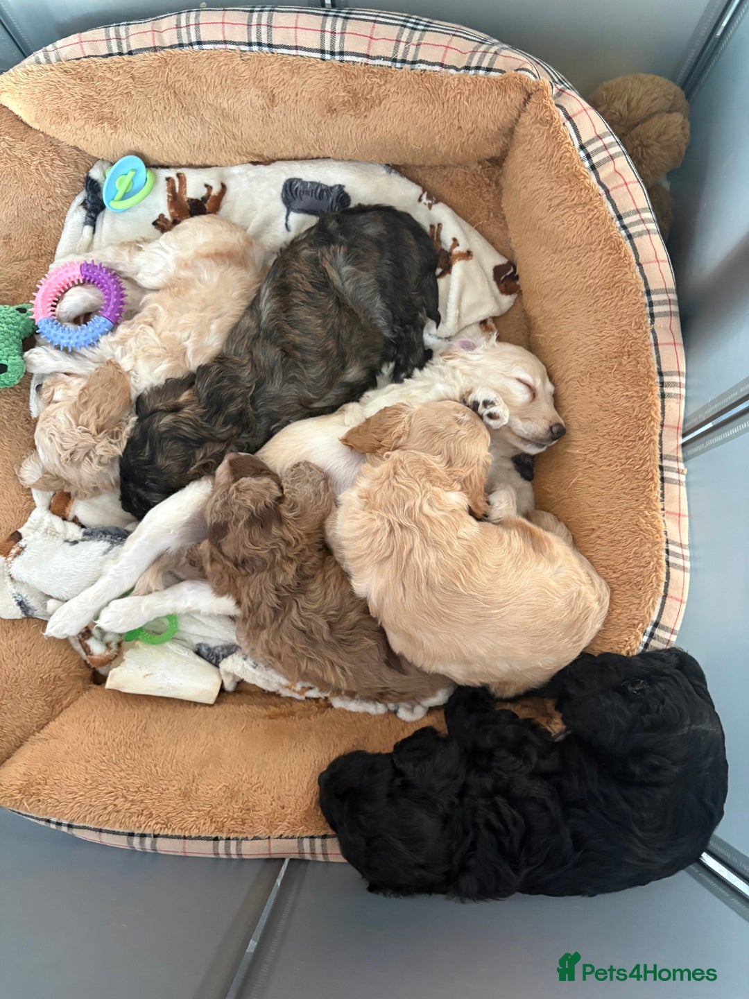 Cockapoo dogs for sale: Beautiful litter of cockerpoo puppies  - Advert 5