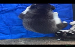 Siberian Husky dogs for sale: Gorgeous Siberian Husky pups %100 socialized - Advert 4
