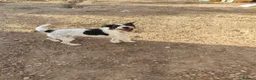 Mixed Breed dogs for adoption: Happy-go-lucky, handsome Benny in Essex in Colchester - Advert 5