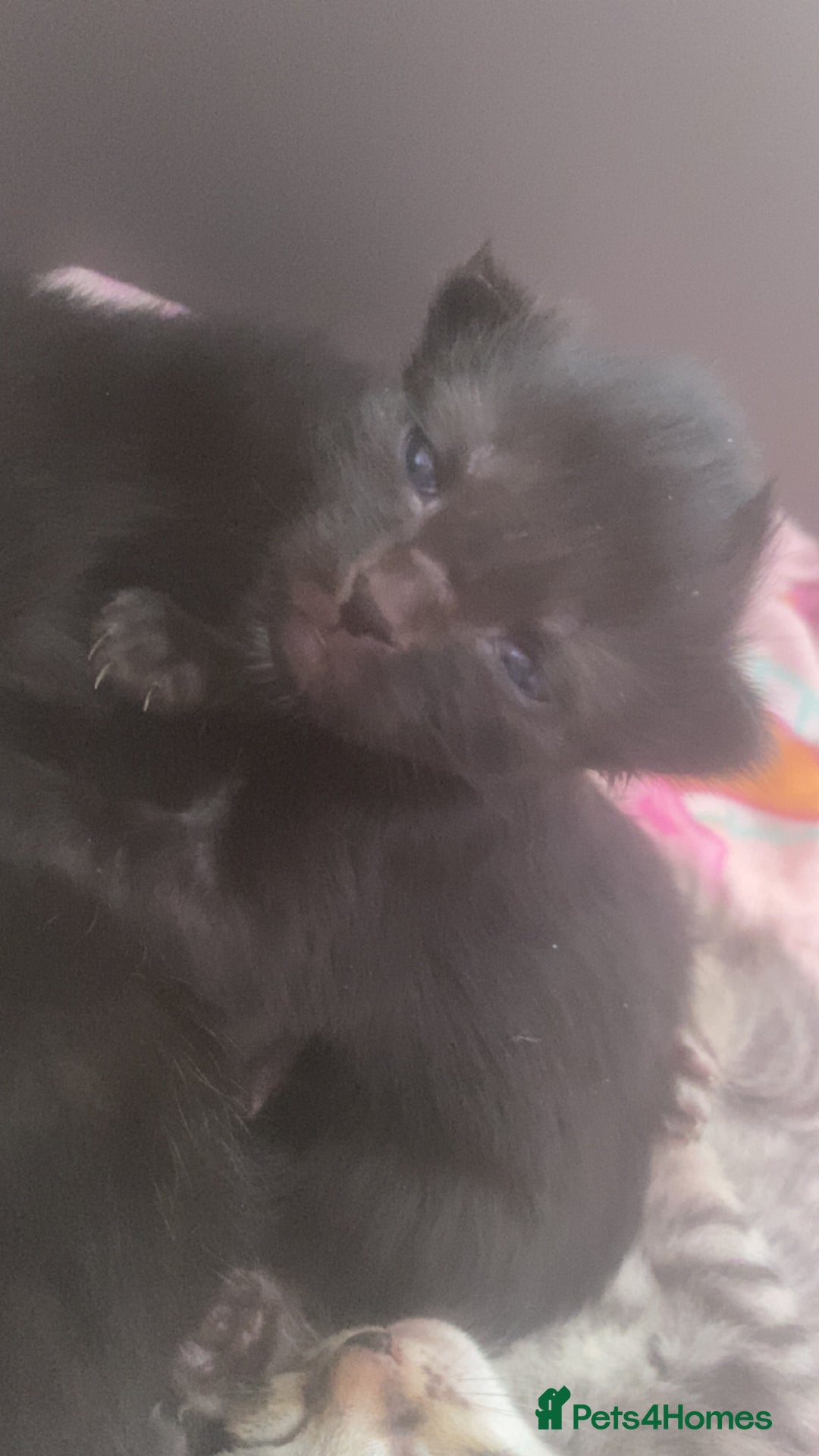 Mixed Breed cats for sale: Kittens for sale - Image 17