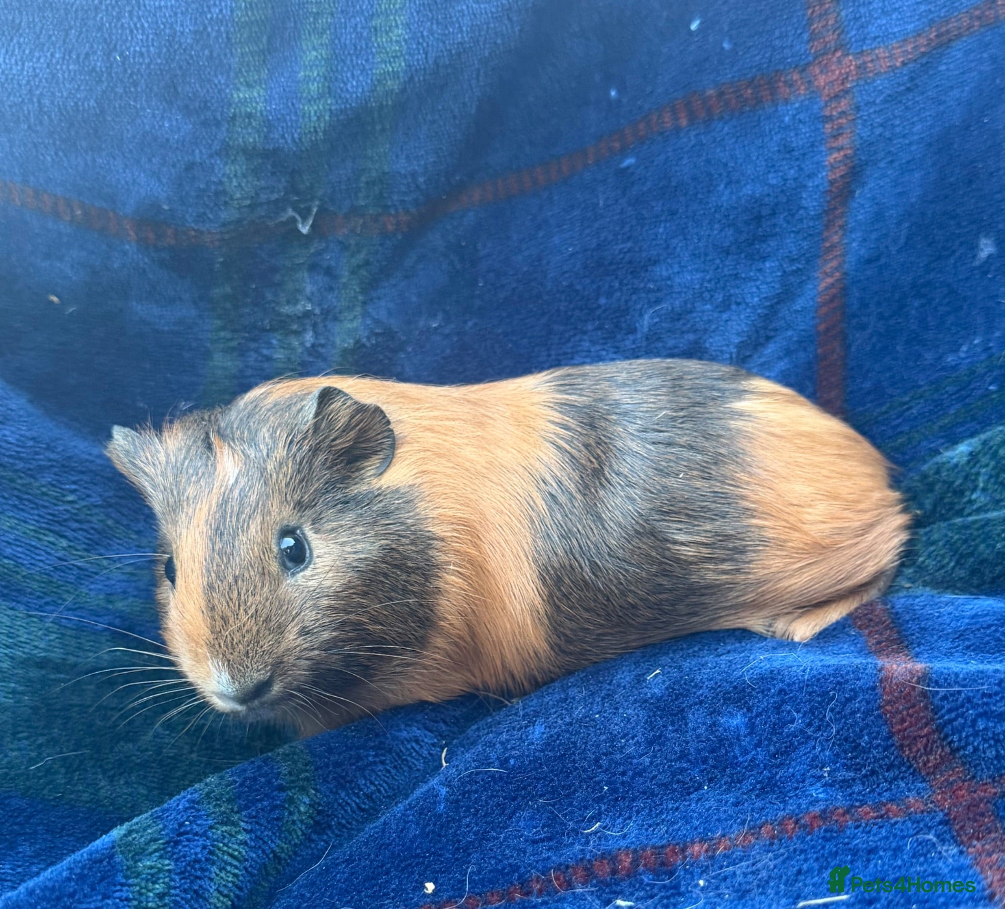 Guinea Pig rodents Boy piggy’s for sale  - Advert 1