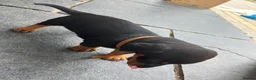 Dachshund dogs for sale: Dauchund puppy’s, 1 girl 2 boys left - Advert 5