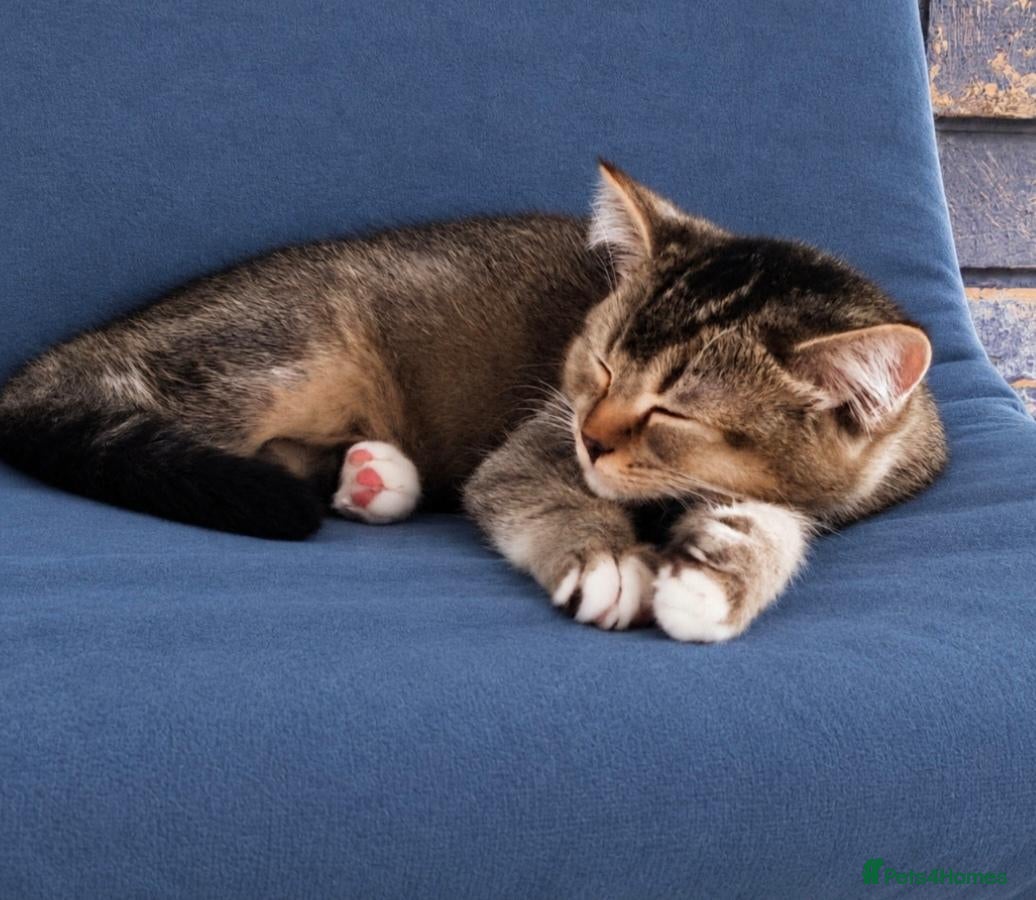 British Shorthair cats Scottish Fold x British Shorthair Mix Kittens - Advert 1