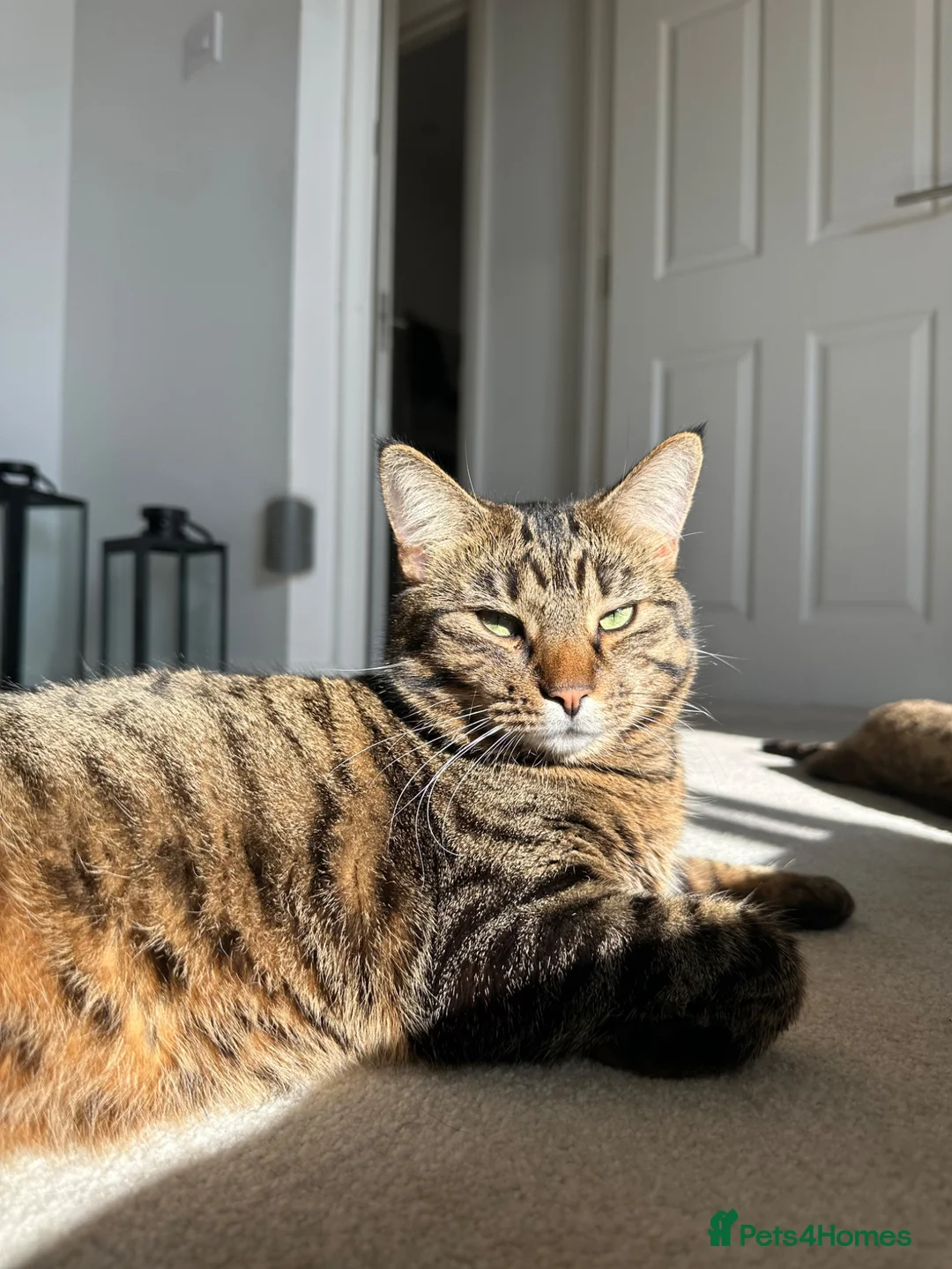Mixed Breed cats for sale: FREE Tabby - Female - Advert 2
