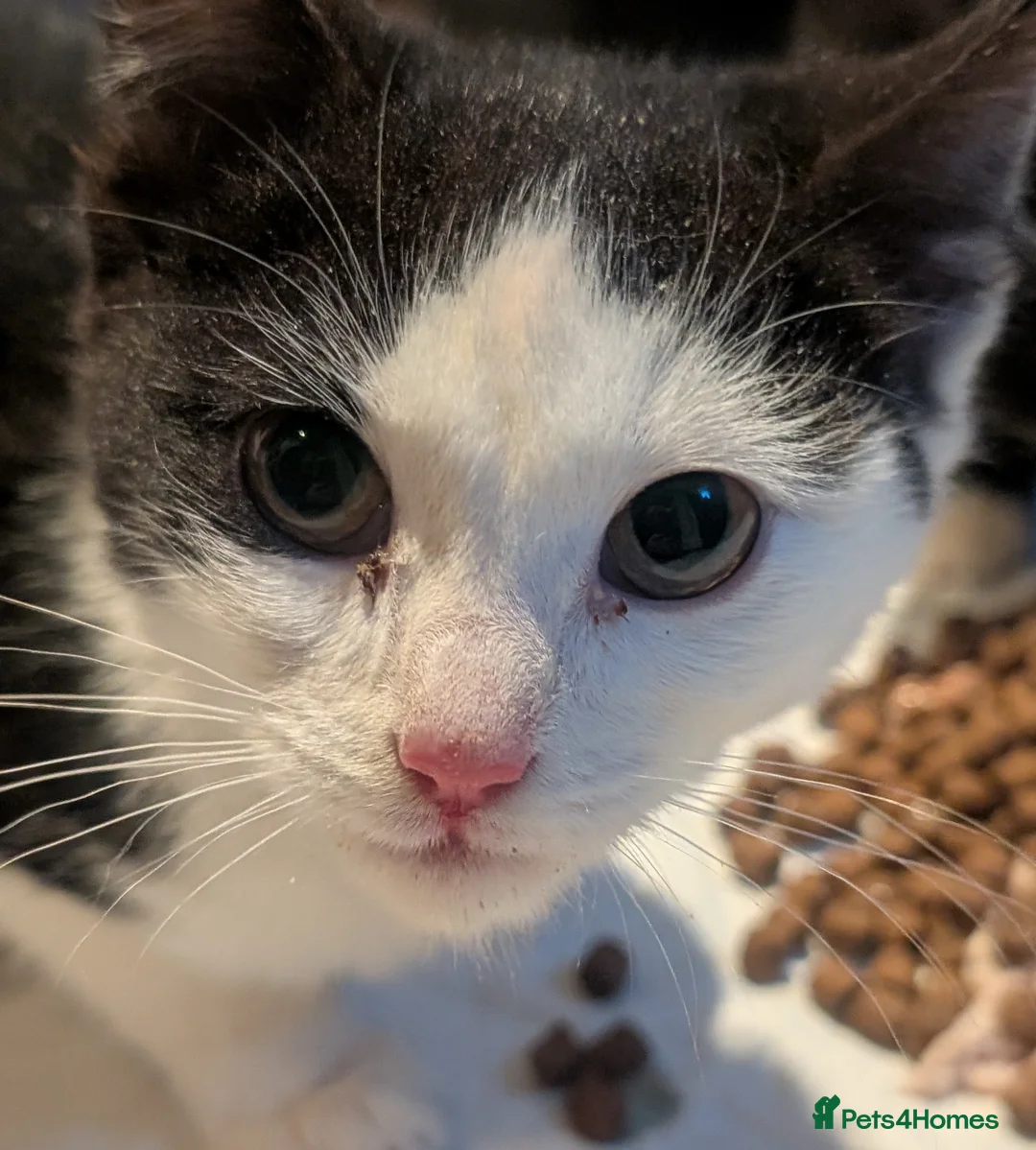 Mixed Breed cats for sale: Gorgeous 2 little girls  - Advert 4