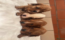 Cavalier King Charles Spaniel dogs for sale: Cavalier King Charles puppies  - Image 11