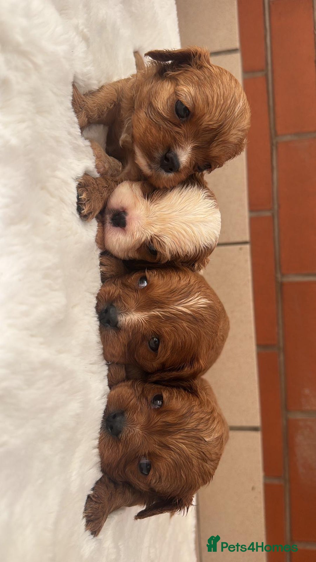 Cavalier King Charles Spaniel dogs for sale: Cavalier King Charles puppies  - Image 11