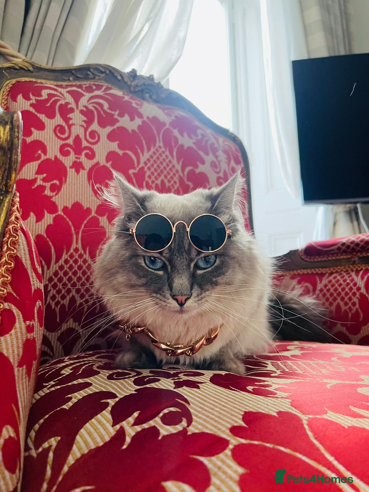 Ragdoll cats STUNNING PURE RAGDOLL - Advert 16