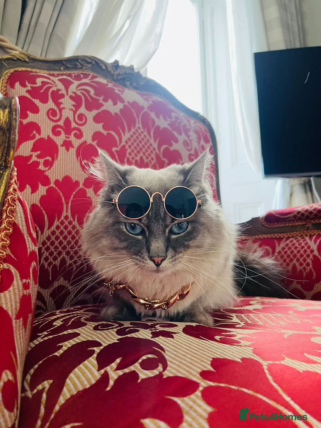 Ragdoll cats for stud: STUNNING PURE RAGDOLL - Advert 1