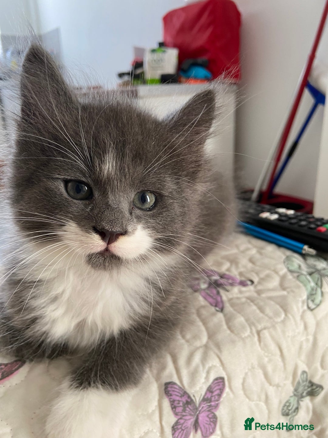 Norwegian Forest Cat cats for sale: Norwegian Forest X BSH - Image 10
