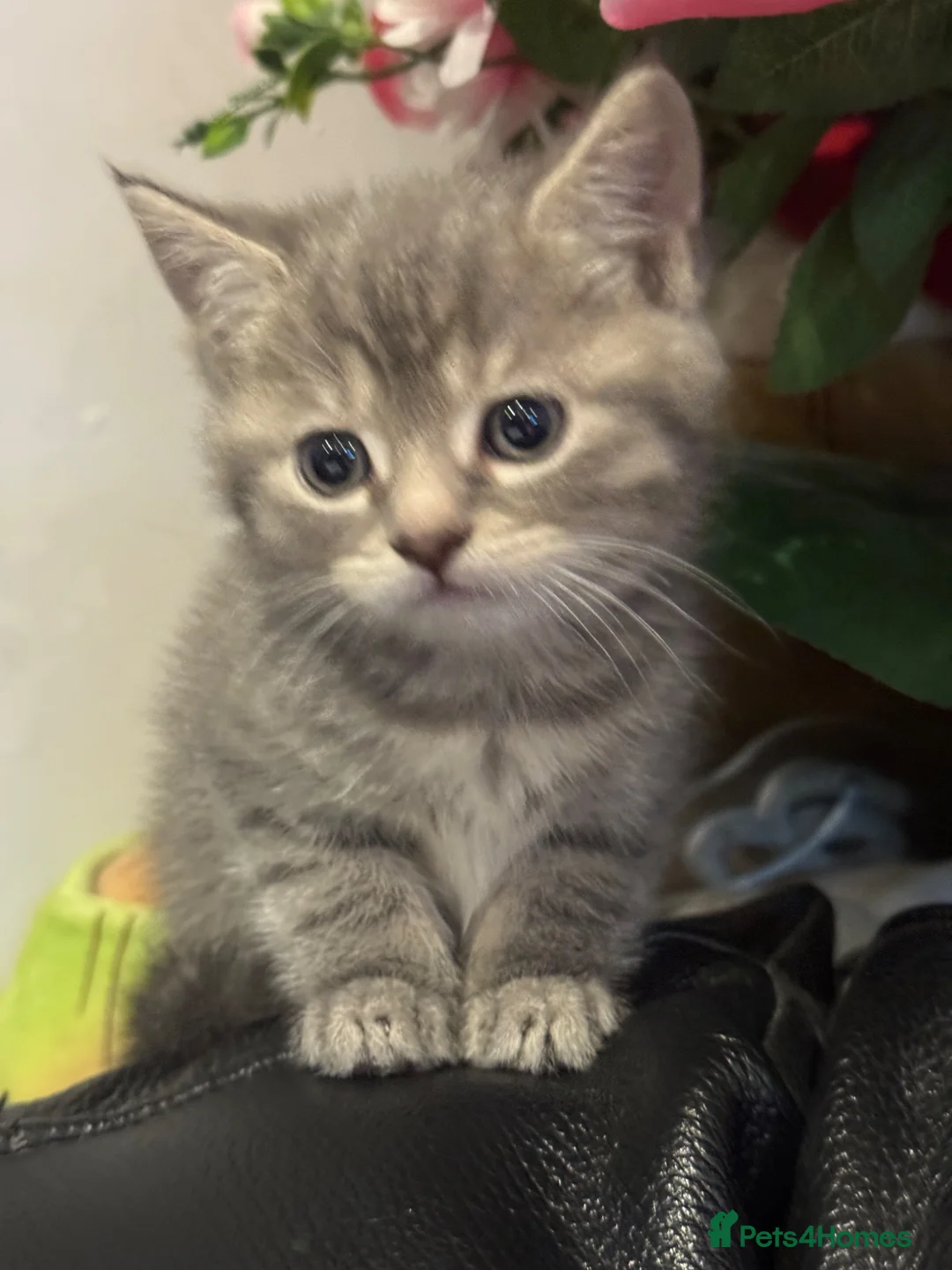 Persian cats for sale: Persian babies ready  - Advert 2