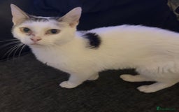 Mixed Breed cats for sale: [FREE] 4 YEAR OLD INDOOR FEMALE CAT - Image 2