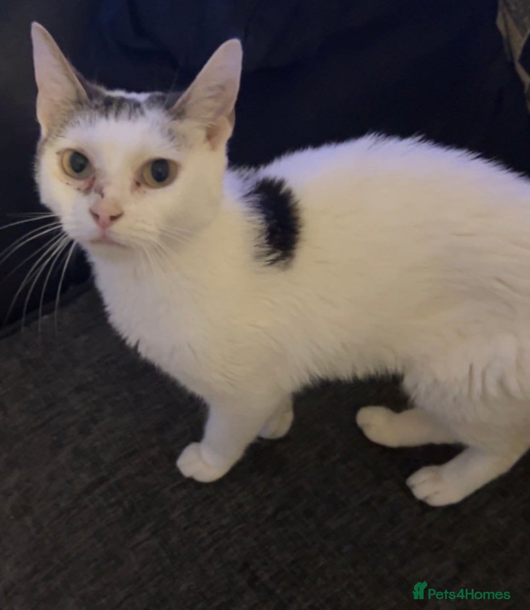 Mixed Breed cats for sale: [FREE] 4 YEAR OLD INDOOR FEMALE CAT - Image 2