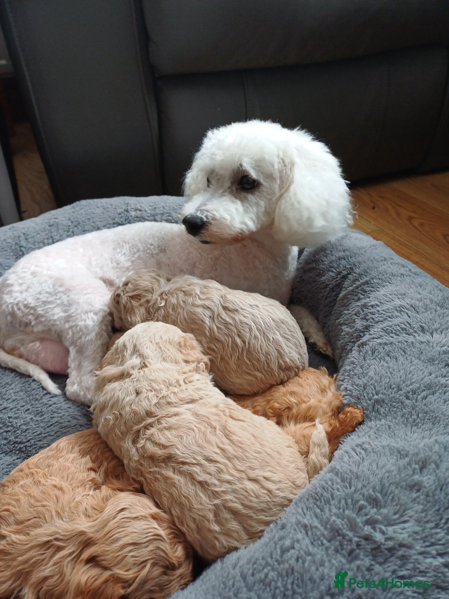 Mixed Breed dogs Poochon Puppies - Advert 4